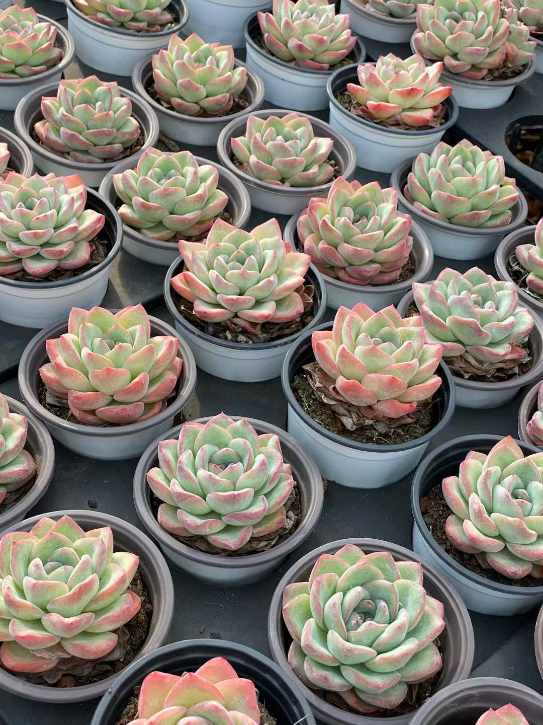 多肉植物 ブーム 18株セット 3号鉢 品番AA00102