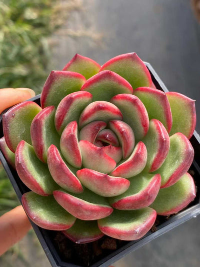 多肉植物 モンブラン 24株セット 2.5号鉢 品番AA00103