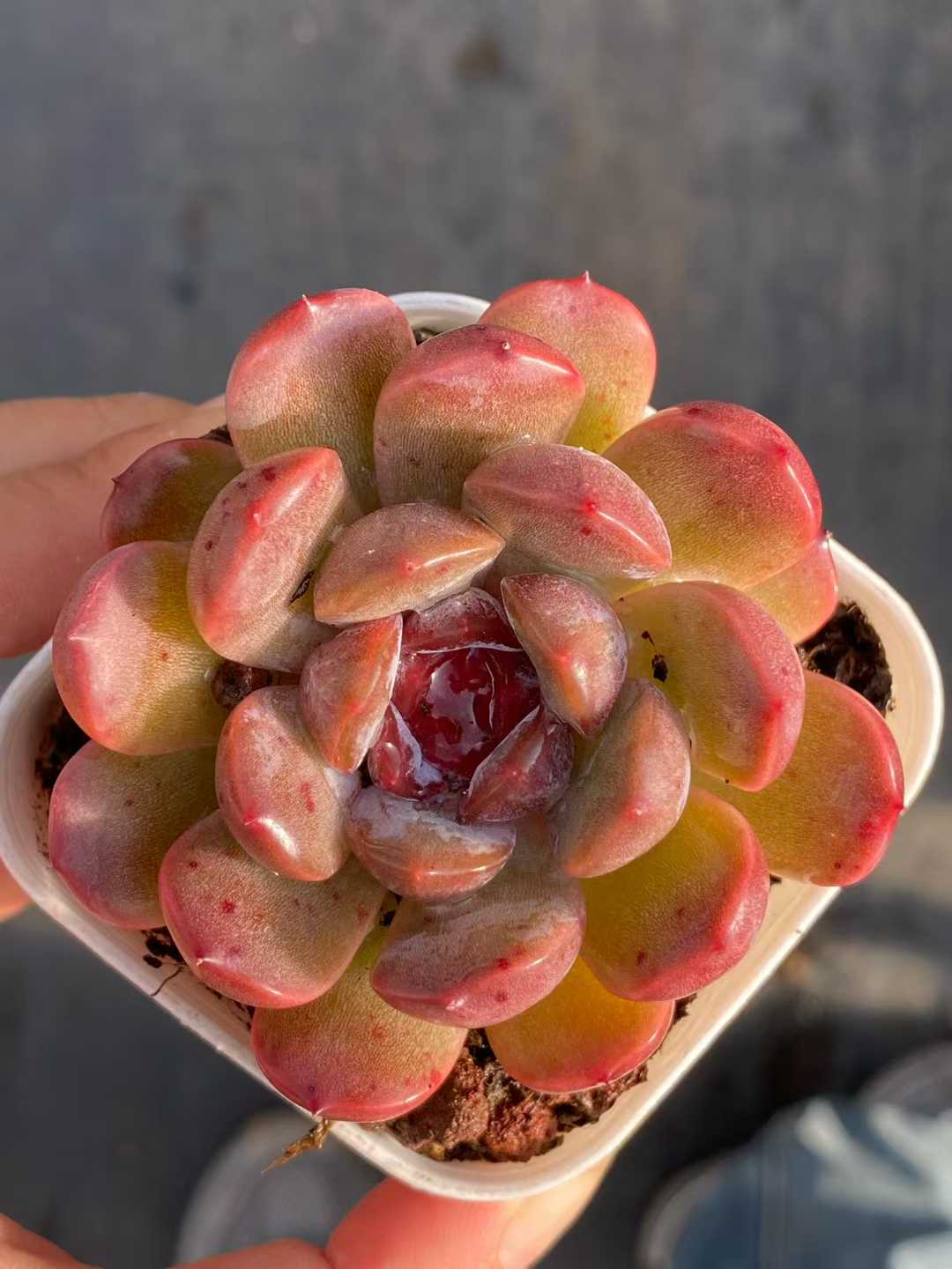 多肉植物 レッドラバー 24株セット 2.5号鉢 品番AA00104
