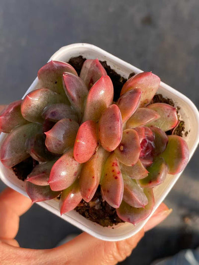 多肉植物 レッドラバー 24株セット 2.5号鉢 品番AA00104