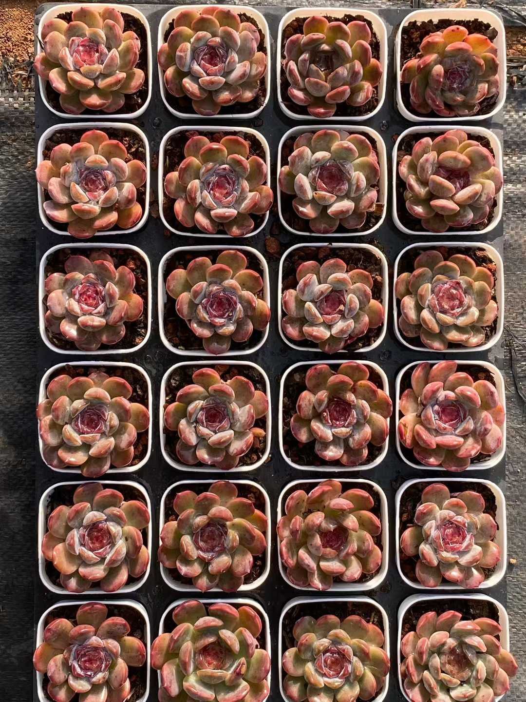 多肉植物 レッドラバー 24株セット 2.5号鉢 品番AA00104