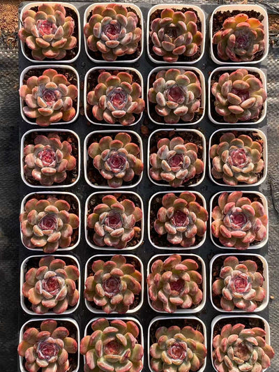 多肉植物 レッドラバー 24株セット 2.5号鉢 品番AA00104