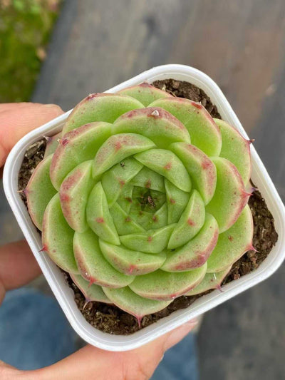 多肉植物 コンカ 24株セット 2.5号鉢 品番AA00106