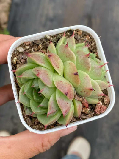 多肉植物 コンカ 24株セット 2.5号鉢 品番AA00106