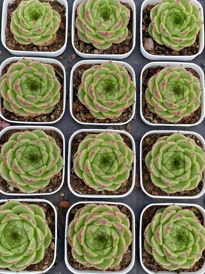 多肉植物 コンカ 24株セット 2.5号鉢 品番AA00106