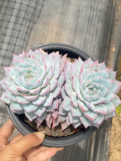 多肉植物 ブルーバード（ピンク）・ソウトウ 15株セット 5号鉢 品番AA00107
