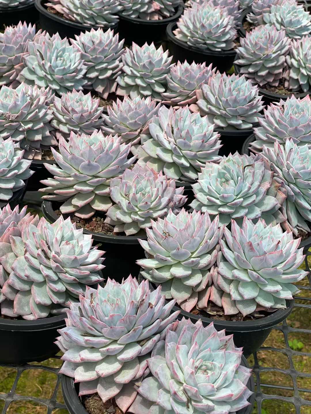多肉植物 ブルーバード（ピンク）・ソウトウ 15株セット 5号鉢 品番AA00107