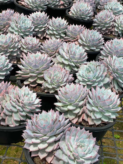 多肉植物 ブルーバード（ピンク）・ソウトウ 15株セット 5号鉢 品番AA00107