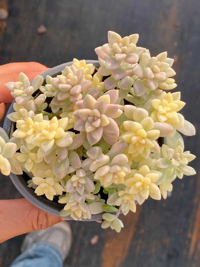 多肉植物 ヒメアキレイ・ニシキ 30株セット 3号鉢 品番AA00108
