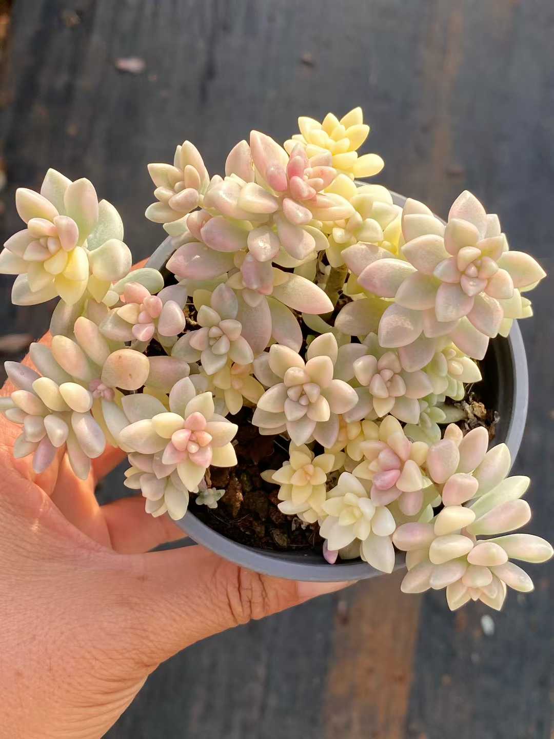多肉植物 ヒメアキレイ・ニシキ 30株セット 3号鉢 品番AA00108