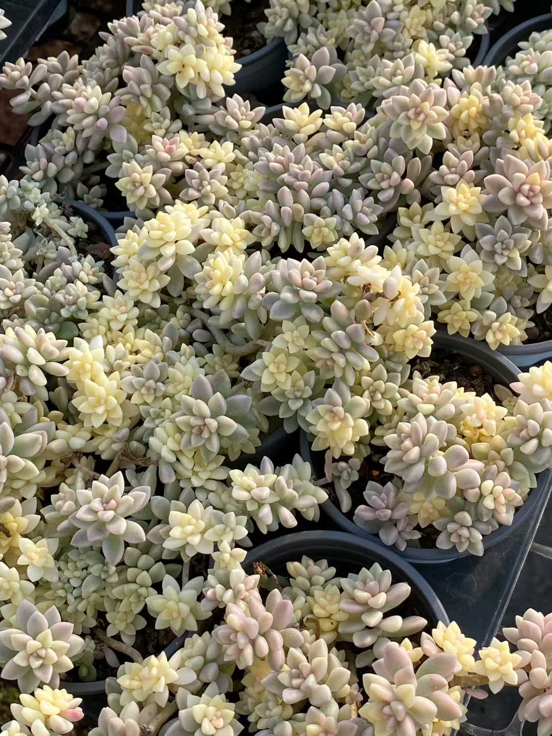 多肉植物 ヒメアキレイ・ニシキ 30株セット 3号鉢 品番AA00108