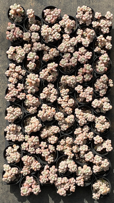 TH501     多肉植物   ロココ  （54株）セット