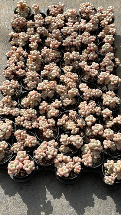 TH501     多肉植物   ロココ  （54株）セット