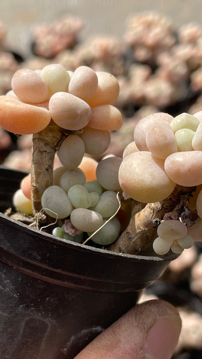 TH501     多肉植物   ロココ  （54株）セット