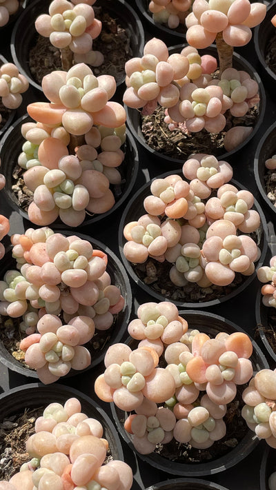 TH501     多肉植物   ロココ  （54株）セット