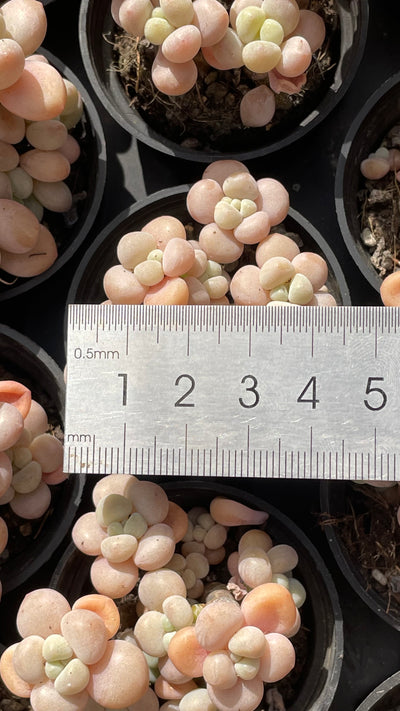 TH501     多肉植物   ロココ  （54株）セット
