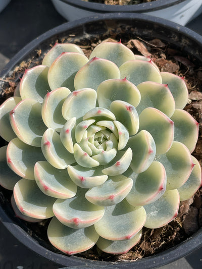 TH503     多肉植物   ミニマ錦、姫蓮錦  （42株）セット