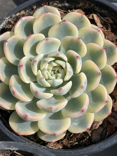 TH503     多肉植物   ミニマ錦、姫蓮錦  （42株）セット