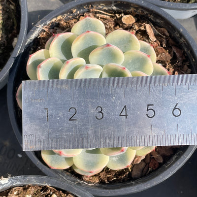 TH503     多肉植物   ミニマ錦、姫蓮錦  （42株）セット