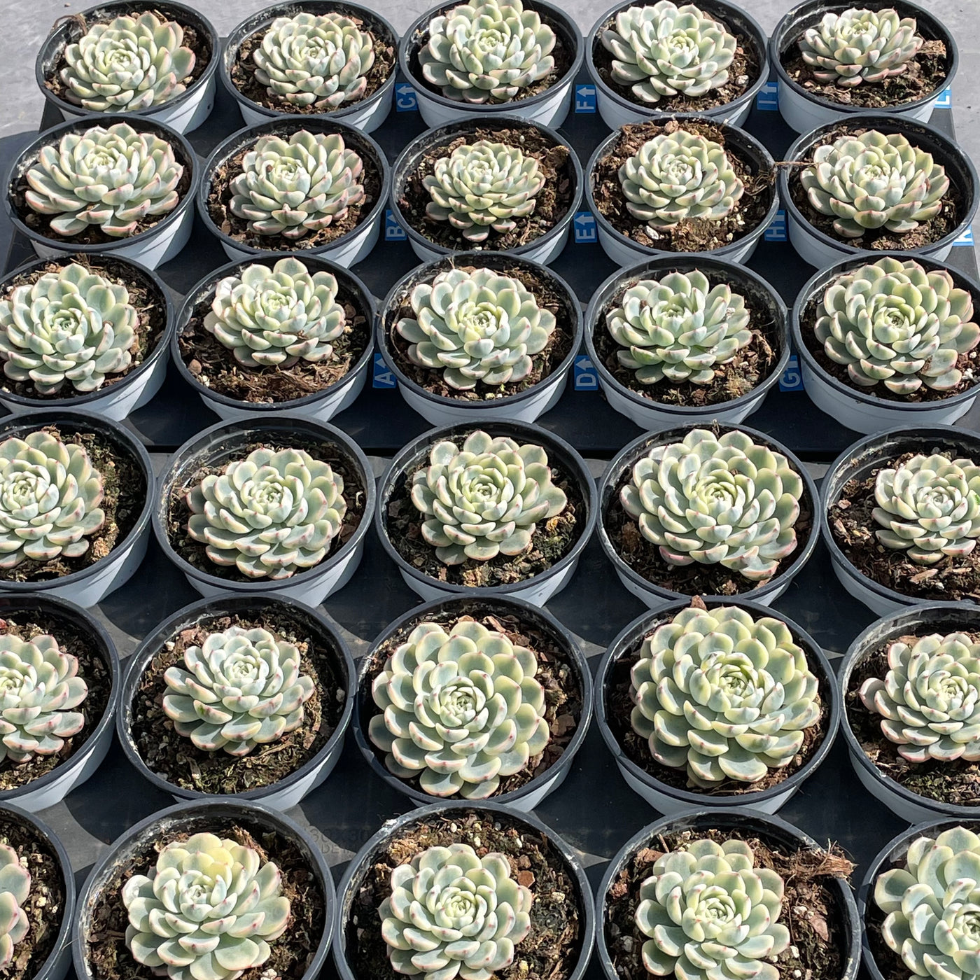 TH503     多肉植物   ミニマ錦、姫蓮錦  （42株）セット