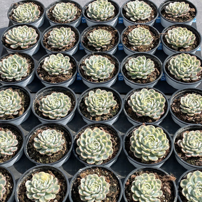 TH503     多肉植物   ミニマ錦、姫蓮錦  （42株）セット