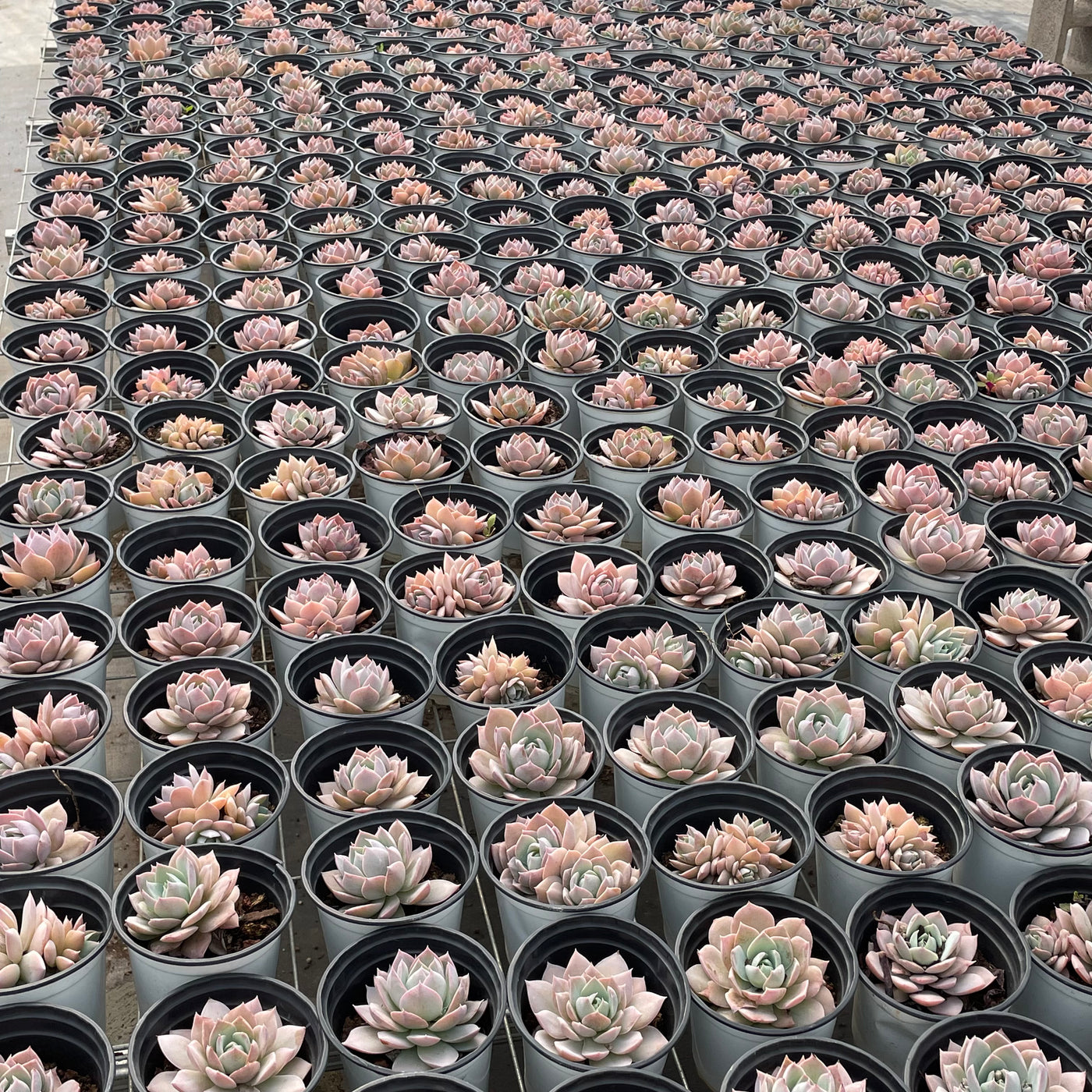 TH506     多肉植物   ピンクシェイク  （40株）セット