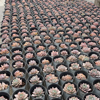 TH506     多肉植物   ピンクシェイク  （40株）セット