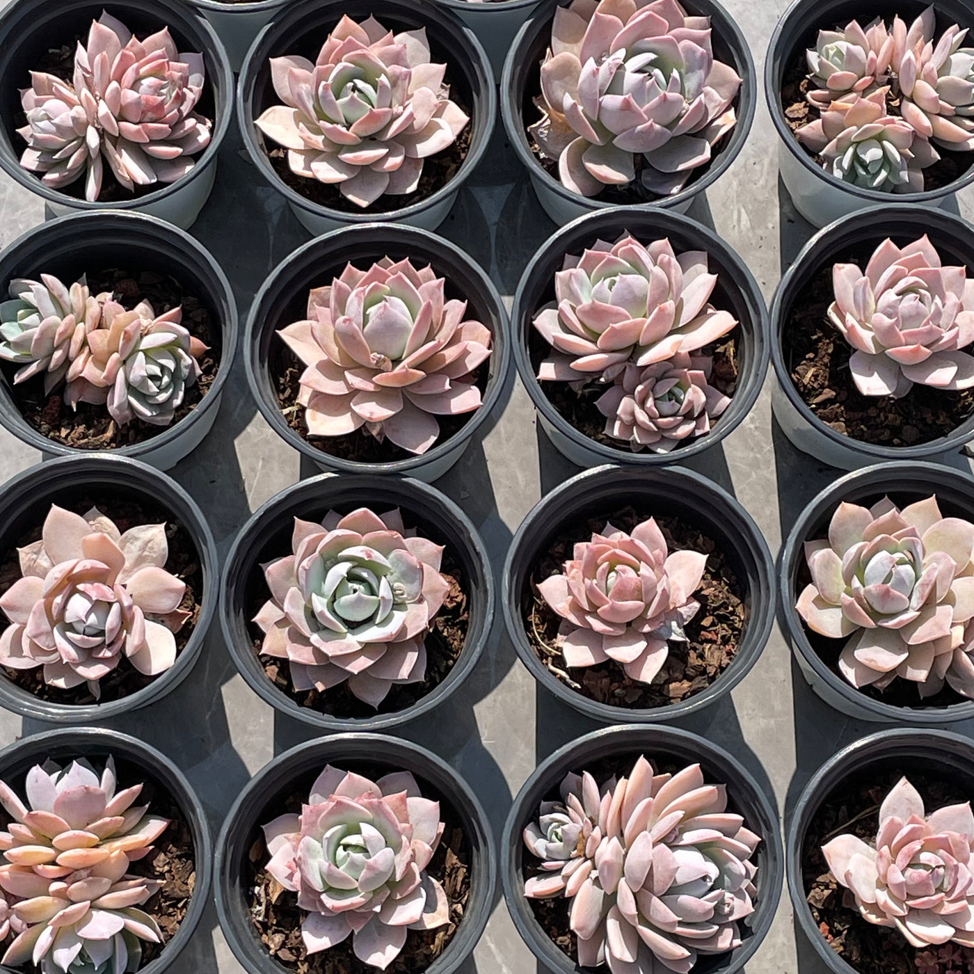 TH506     多肉植物   ピンクシェイク  （40株）セット