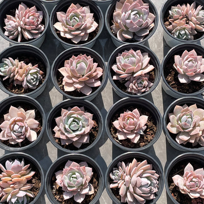 TH506     多肉植物   ピンクシェイク  （40株）セット