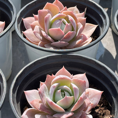 TH506     多肉植物   ピンクシェイク  （40株）セット