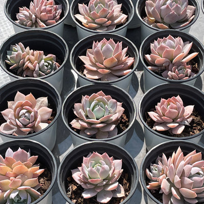 TH506     多肉植物   ピンクシェイク  （40株）セット