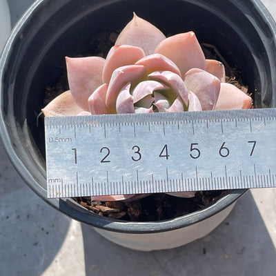 TH506     多肉植物   ピンクシェイク  （40株）セット