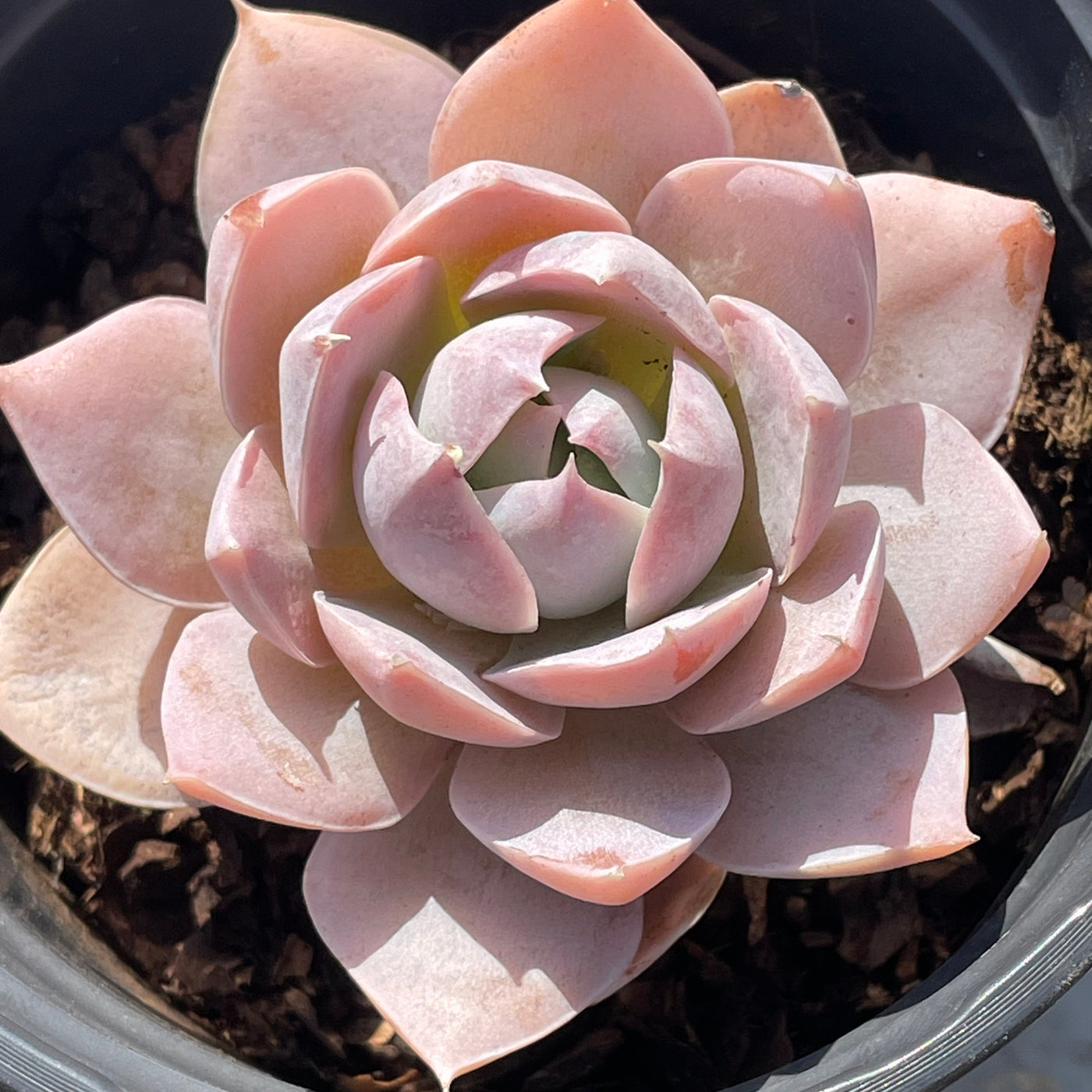 TH506     多肉植物   ピンクシェイク  （40株）セット