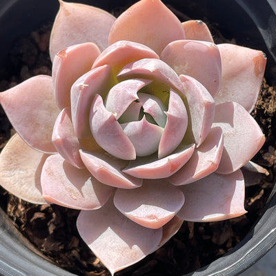 TH506     多肉植物   ピンクシェイク  （40株）セット