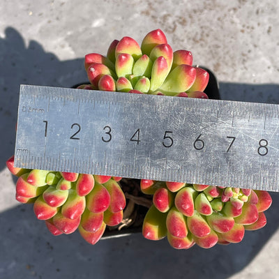 TH508     多肉植物   春萌  （32株）セット