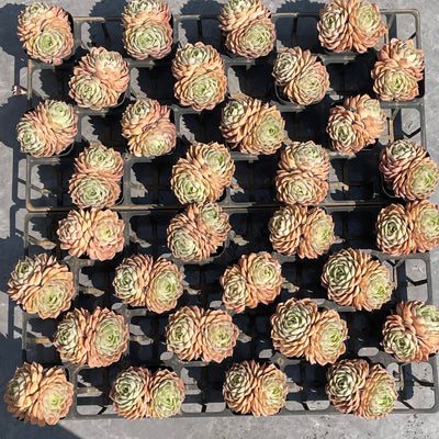 TH510     多肉植物   オウンスロー  （35株）セット
