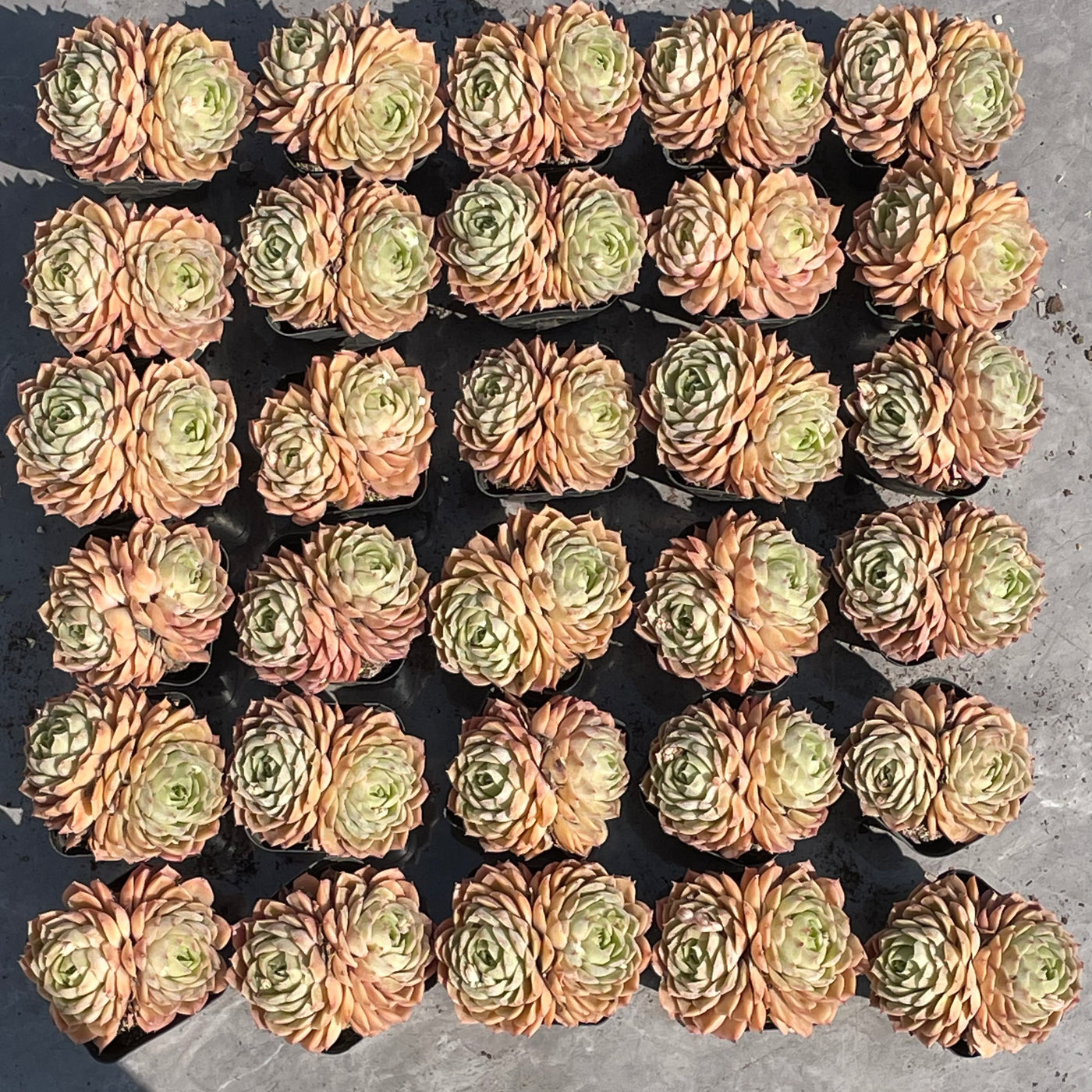 TH510     多肉植物   オウンスロー  （35株）セット