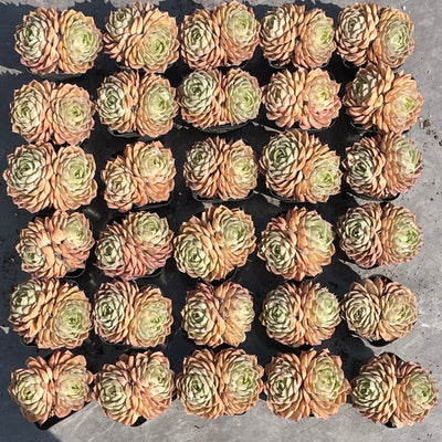 TH510     多肉植物   オウンスロー  （35株）セット