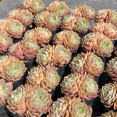TH510     多肉植物   オウンスロー  （35株）セット