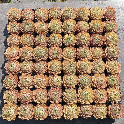 TH509     多肉植物   オウンスロー  （40株）セット