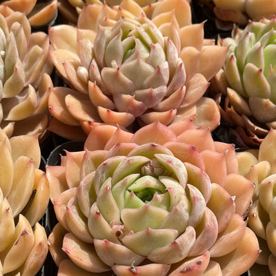 TH509     多肉植物   オウンスロー  （40株）セット