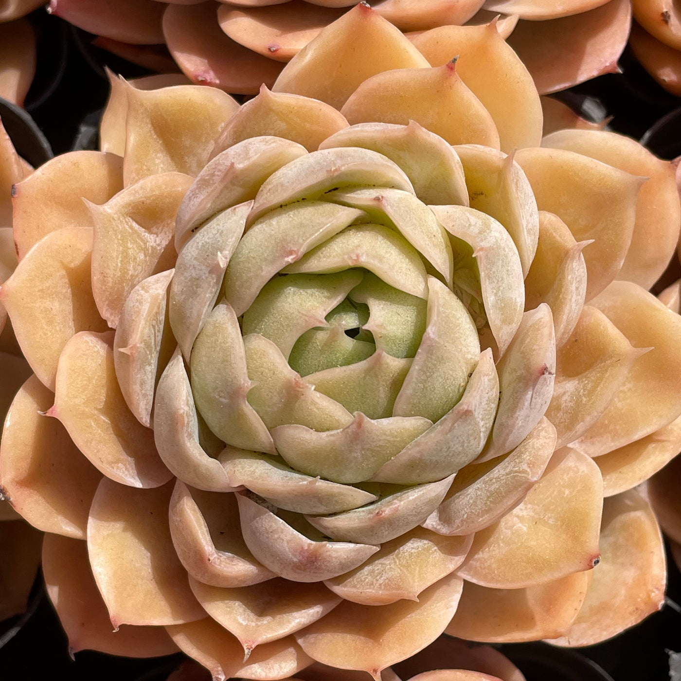 TH509     多肉植物   オウンスロー  （40株）セット
