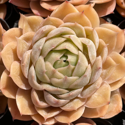 TH509     多肉植物   オウンスロー  （40株）セット
