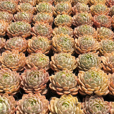 TH509     多肉植物   オウンスロー  （40株）セット