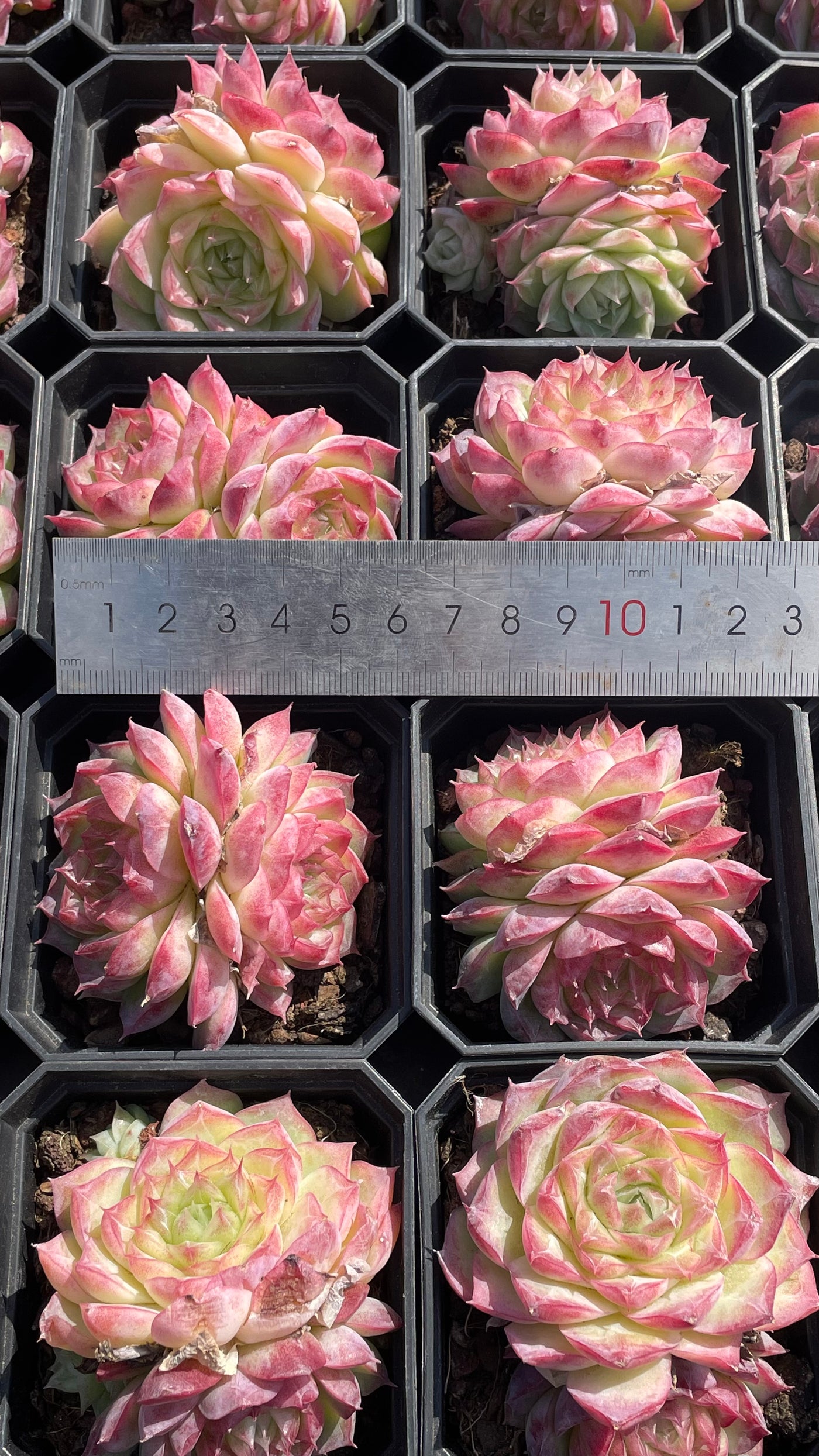 TH511     多肉植物   氷梅交雑  （32株）セット