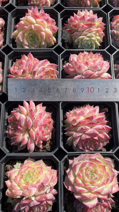 TH511     多肉植物   氷梅交雑  （32株）セット