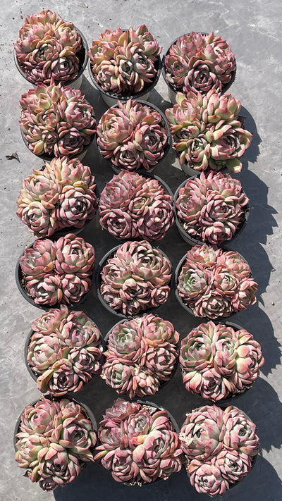 TH515     多肉植物   ピンククリスタル  （24株）セット