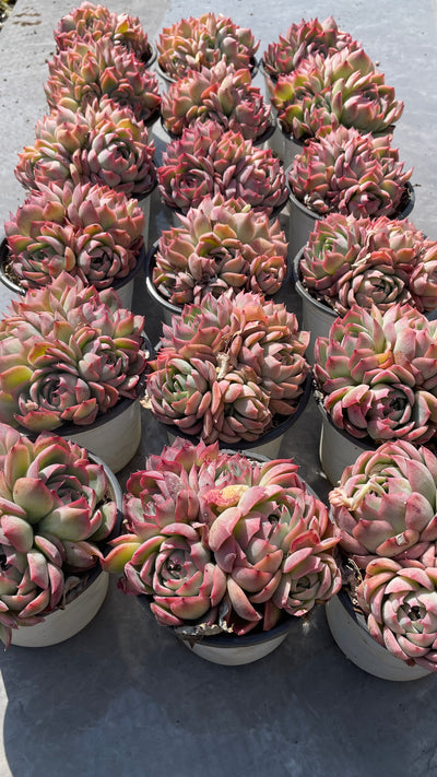 TH515     多肉植物   ピンククリスタル  （24株）セット