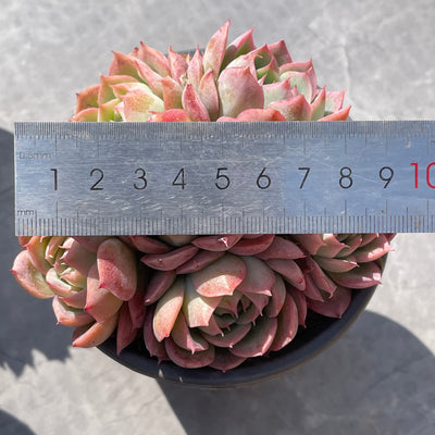 TH515     多肉植物   ピンククリスタル  （24株）セット