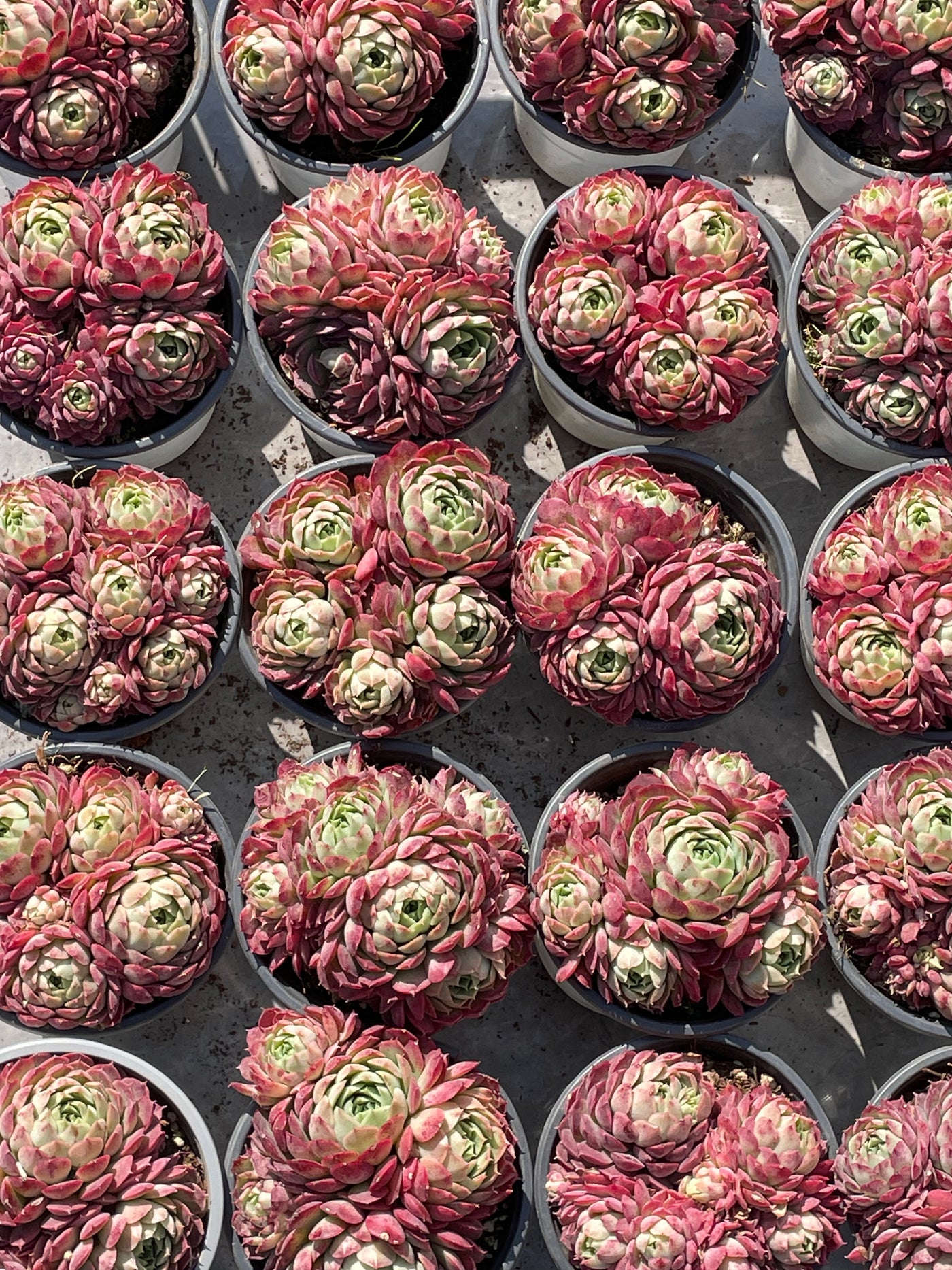 TH517     多肉植物   レッドスポットや「朱砂痣エケベリア」
  （24株）セット